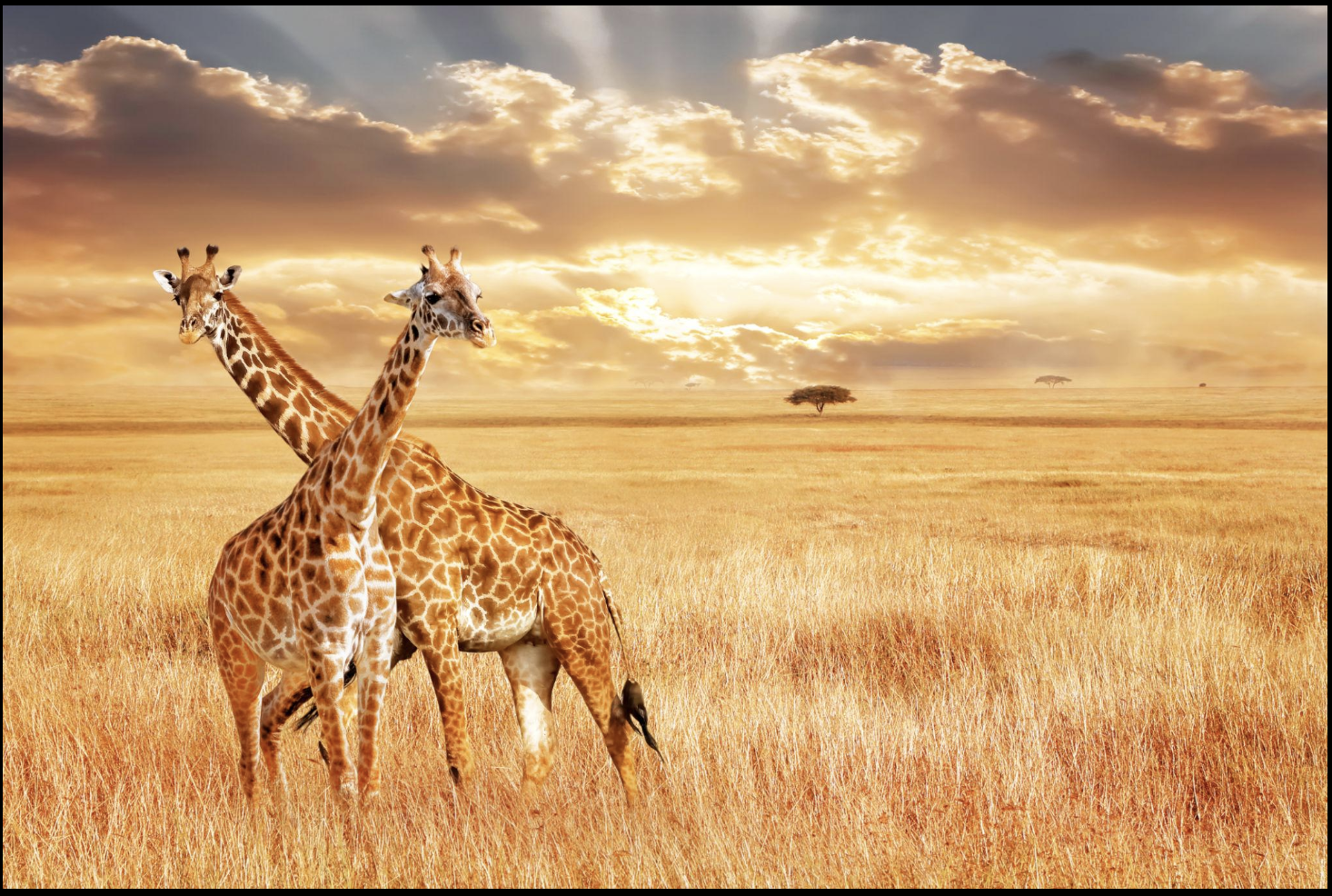 South Africa