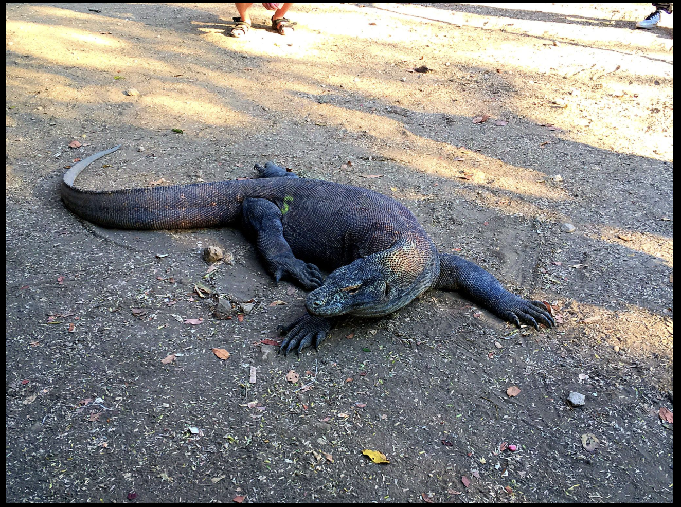 Komodo